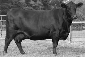 CC Generic Cow Fall